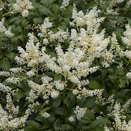 white astilbe flowers