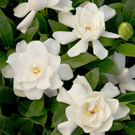 white august beauty gardenia