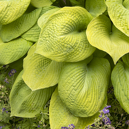 large, textured, and chartreuse hosta leaves