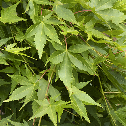 green ryusen weeping japanese maple leaves