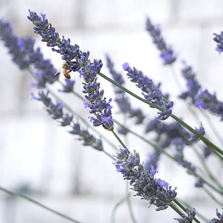 lavender flower with bee