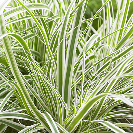 white striped green foliage of everest sedge