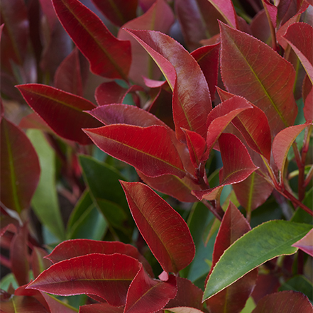 red foliage of red dynamo photinia