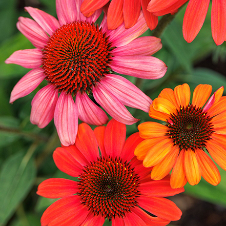 red coneflowers