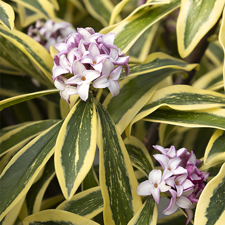 white and lavender purple daphne flowers with variegated leaves