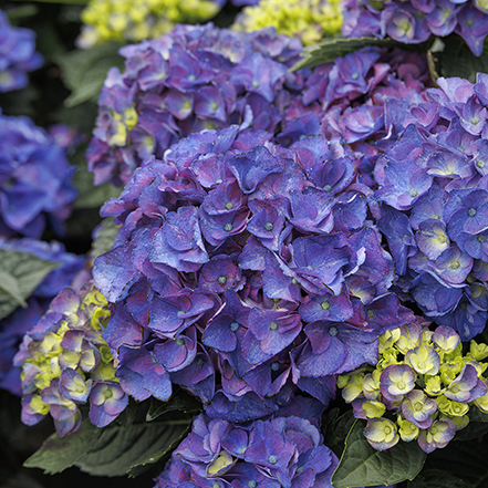 purple hydrangea flower