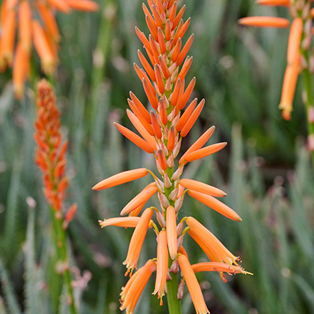 safari orange aloe flowers