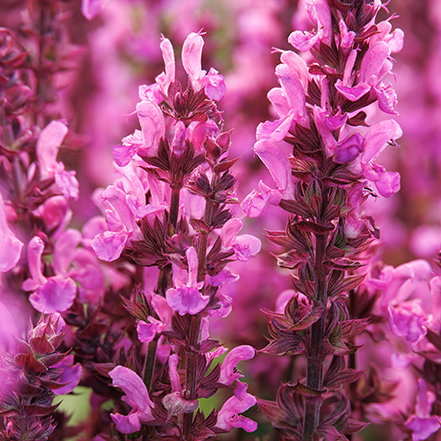 bright rose pink rose marvel salvia