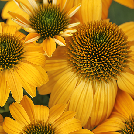 gold coneflowers