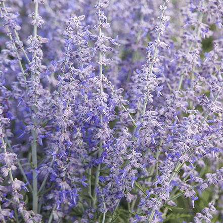 blue jean baby russian sage