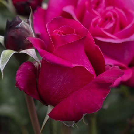 dark pink fragrant rose flower