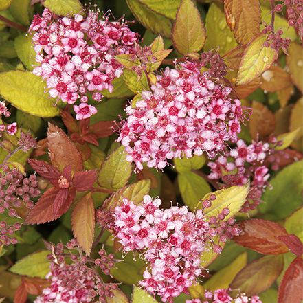 pink spirea flowers on compact butterscotch baby spirea