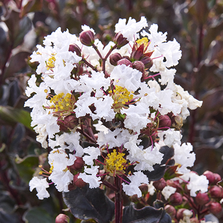 white crape myrtle flower with dark black foliage