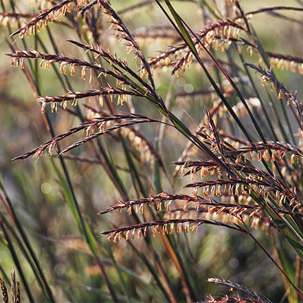 plum grass heads of blackhawks big bluestem