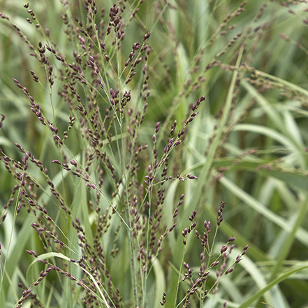 heavy metal switch grass with seed heads