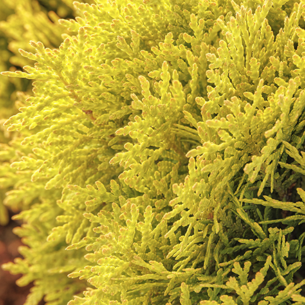 gold arborvitae foliage