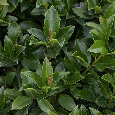 holly leaves