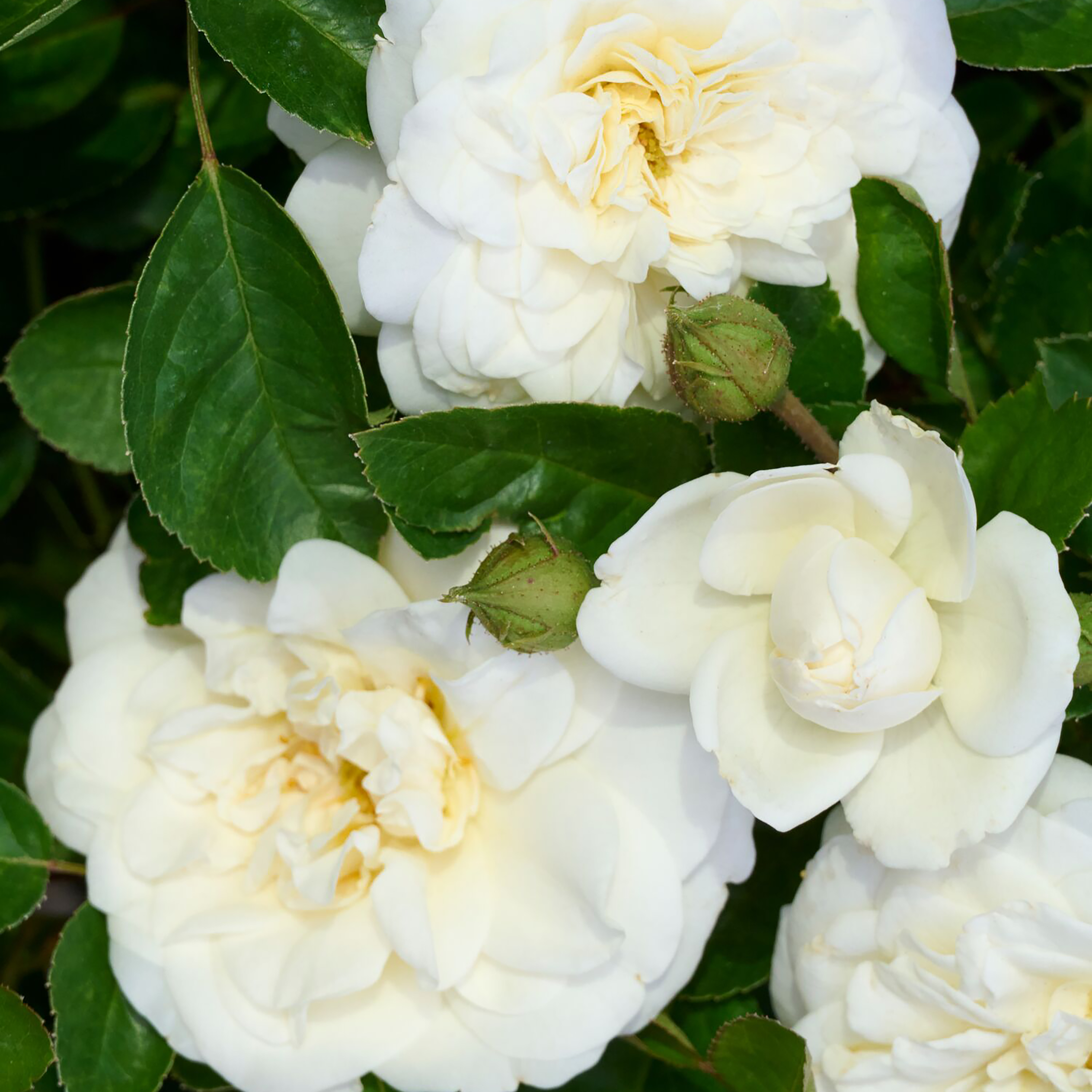 white rose flowers