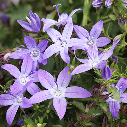 purple campanula flowers mean thank you