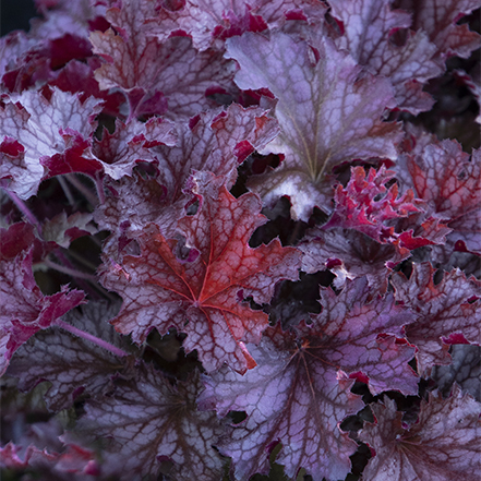 dark purple heuchera leaves