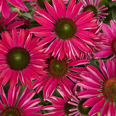 bright raspberry-pink coneflowers