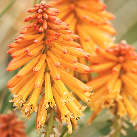 poco orange hot poker flowers have a tropical look