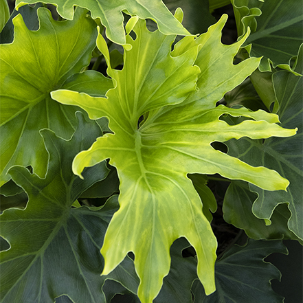 deeply cut lickity split philodendron leaves