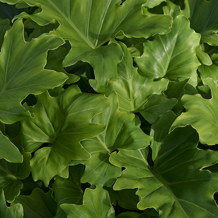 green cut leaf leaves of shangri la philodendron