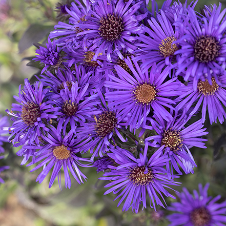 purple grape crush aster flowers