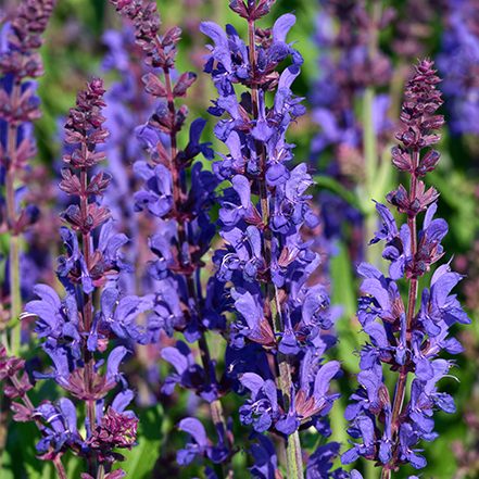 dark purple salvia flowers