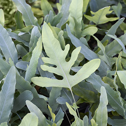 blue star fern foliage