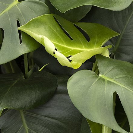 dwarf swiss cheese plant leaves