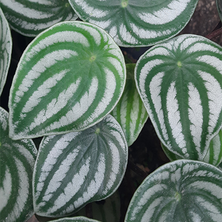 melon-like white and green peperomia leaves