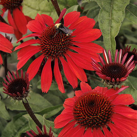 red coneflowers