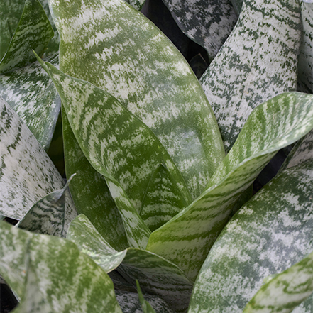 snake plant foliage