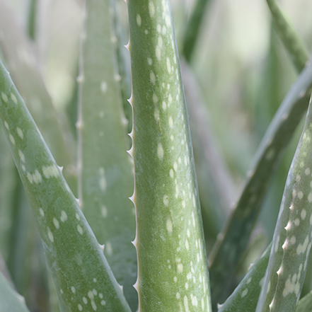 green and white aloe vera succulent leaves