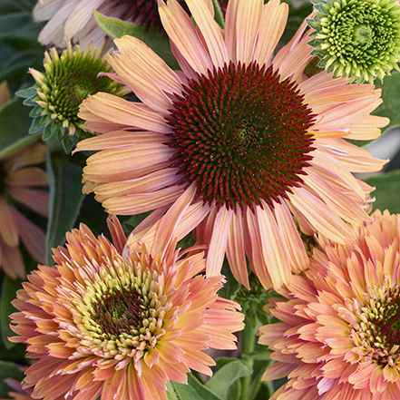 pink and apricot colored coneflowers