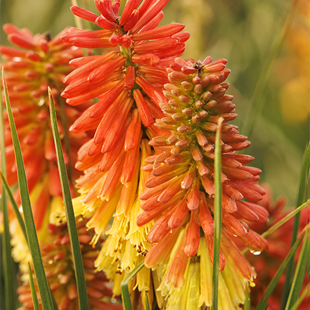 yellow and orange kniphofia flowers