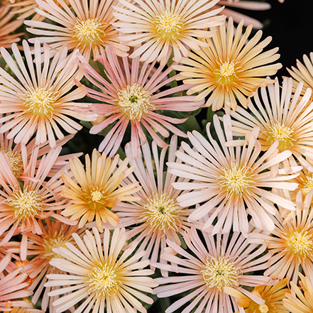 peach ice plants