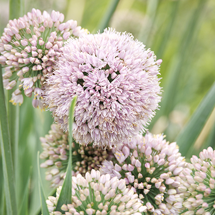 pink allium flowers