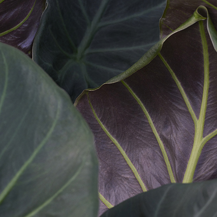 dark purple alocasia leaves with green veins on regal shields elephant ear make it a stunning houseplant