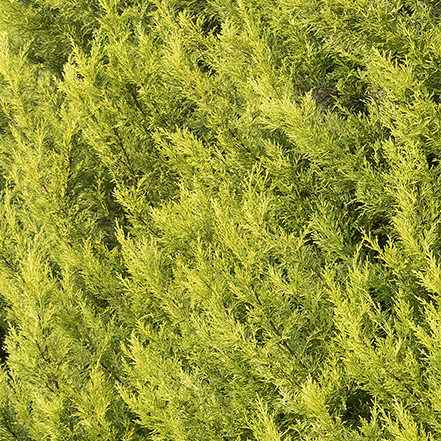 lime green foliage of donard gold monterey cypress