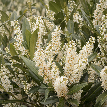 white jade enchantress laurel blooms