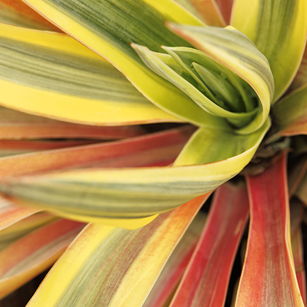 bright star yucca