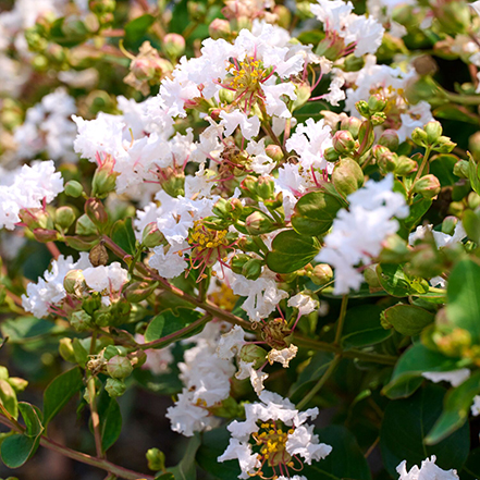 white crape myrtle flowers