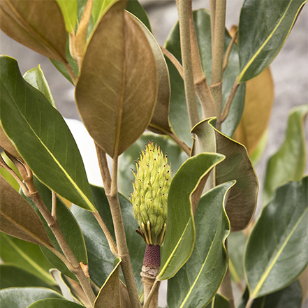 green magnolia leaves with tan undersides