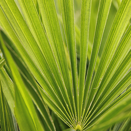 palm foliage