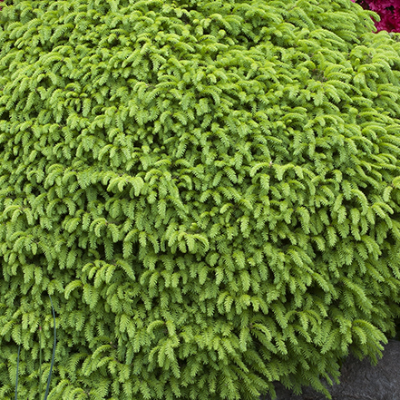 green needles of little gem norway spruce