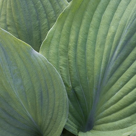 blue hosta leaves