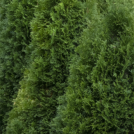 emerald green arborvitae